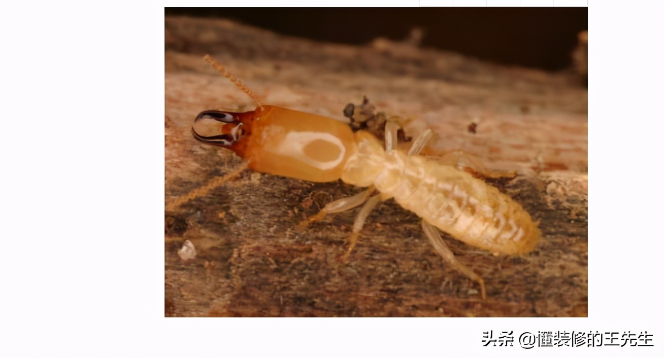 白螞蟻怎么消滅,白螞蟻怎么消滅用什么藥治