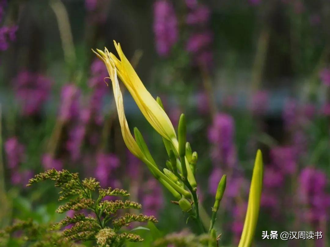 黄花菜，有一个很诗意的别名——忘忧草