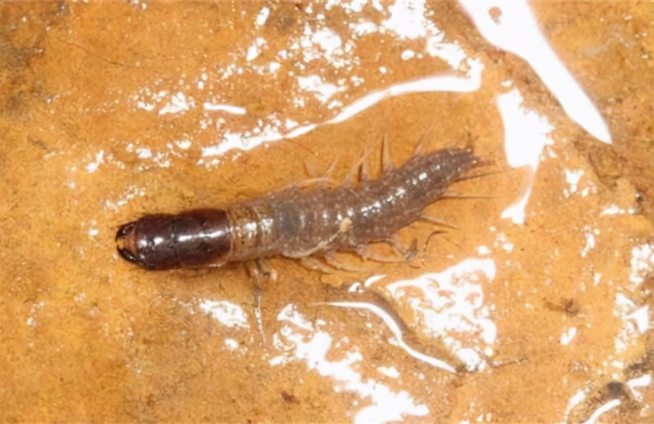 虫参,虫草参的功效与作用及食用方法-皮皮自媒体