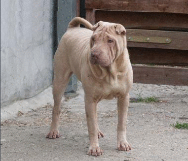 中国本土霸气的斗犬——骨嘴沙皮犬