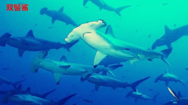 最凶猛的鲨鱼排名（海洋战斗力最强的鲨鱼）