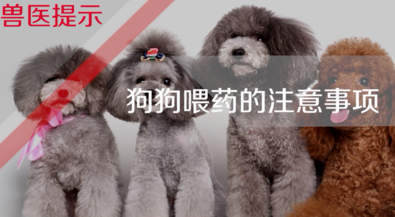 应该如何正确的给狗狗驱虫，你知道吗？