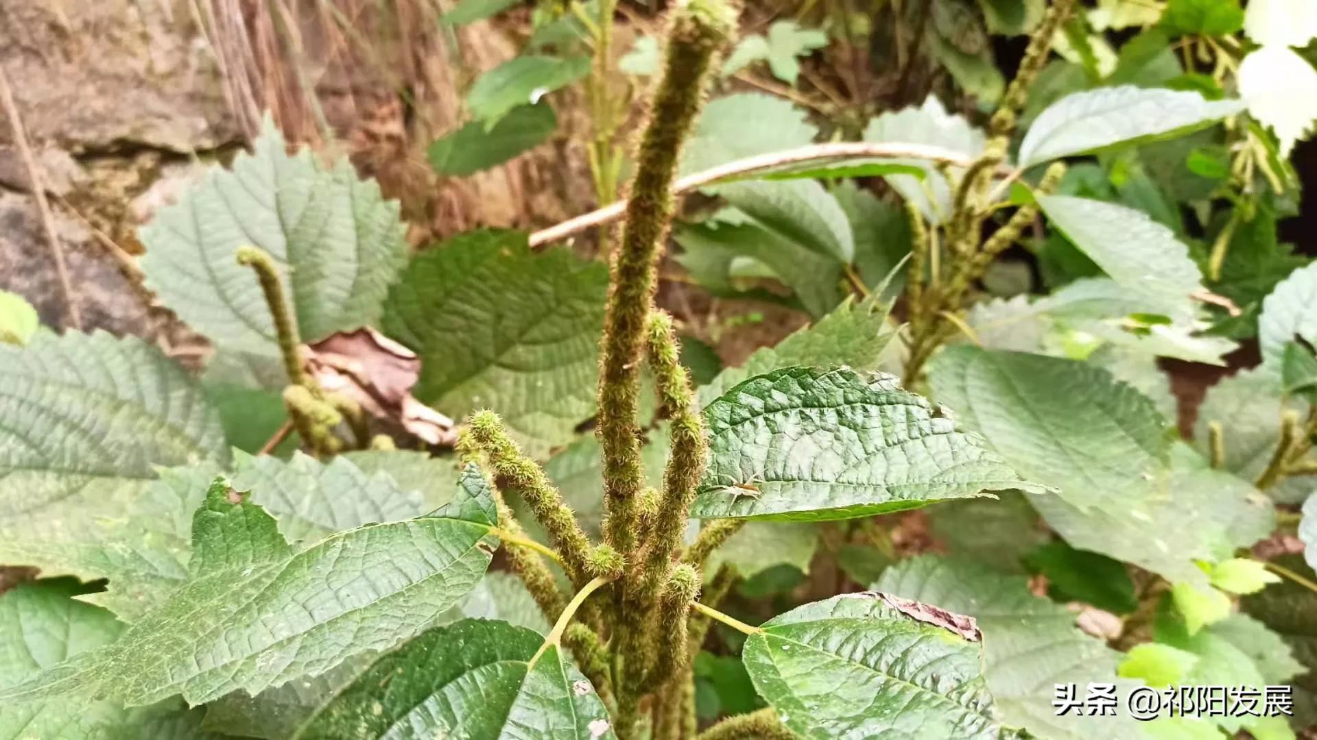 湖南省祁阳市发现了奇怪的天麻,来看看你认不认得?