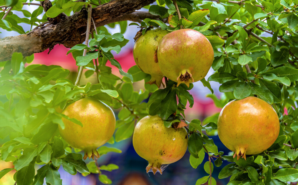 4月份种树还能种活吗（3种果树该种植不然错过最佳种植）