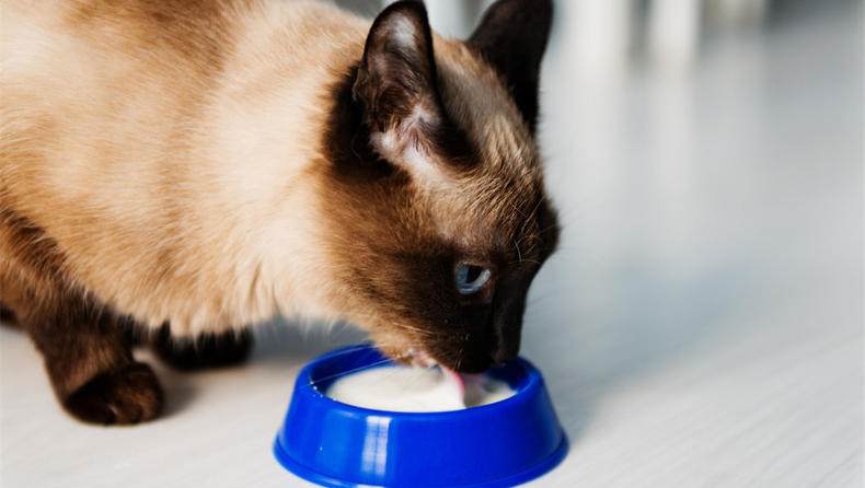 猫可以吃奶油吗（分享猫咪的10大饮食禁忌）