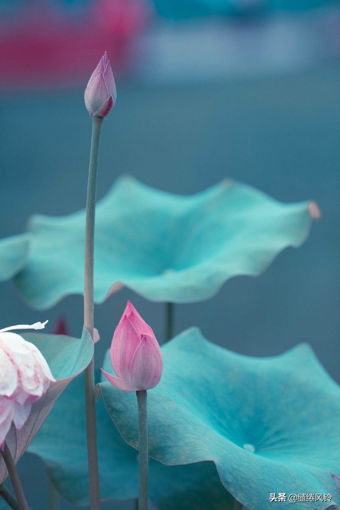 剑未佩妥，出门已是江湖——50句古风文艺诗句，美到窒息