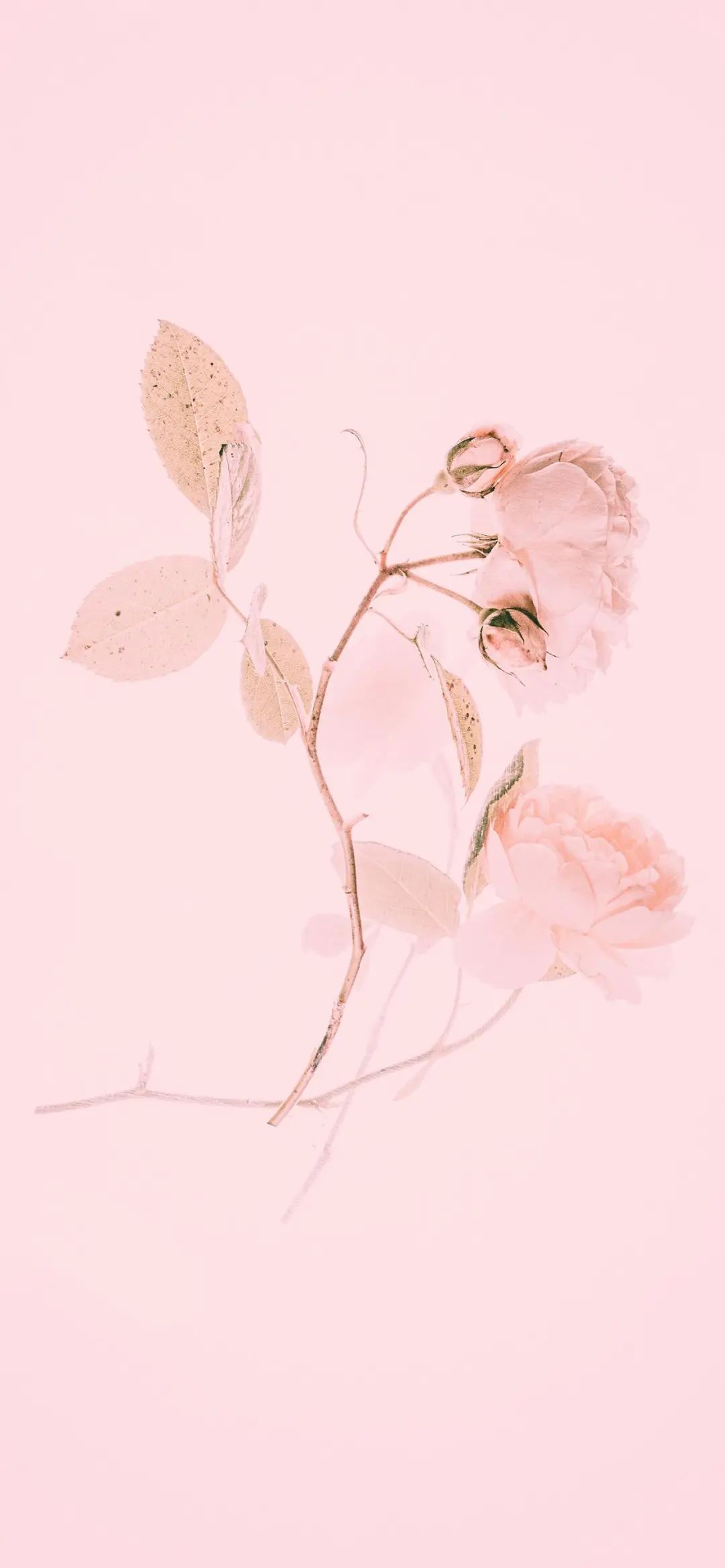 猛男超喜欢的粉色系壁纸哟