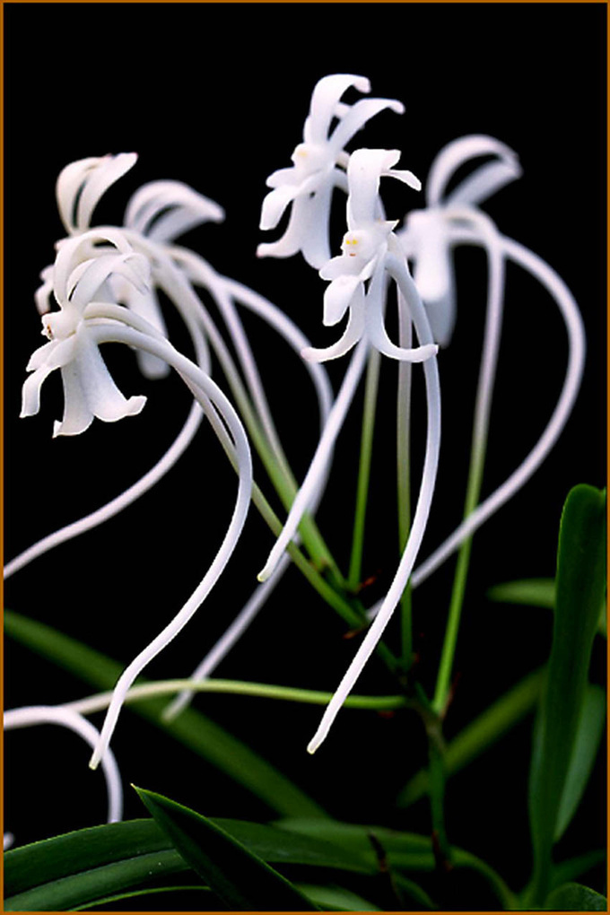 一花一世界,一叶一菩提:中国十大名花的"花语与花诗"