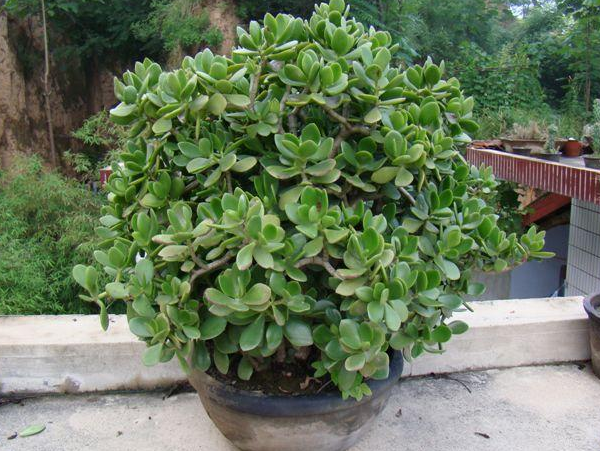 燕子掌多肉如何管理?跟着学4个窍门,保准养成"高价"老桩