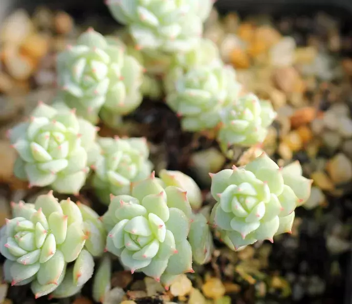 多肉的种植应模拟其原生环境?这三种营养元素对多肉来说很重要!