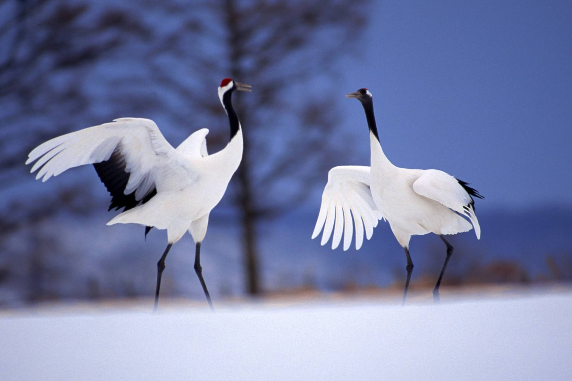 绿雉用英语怎么说(美国的国鸟是鹰,日本的是绿雉