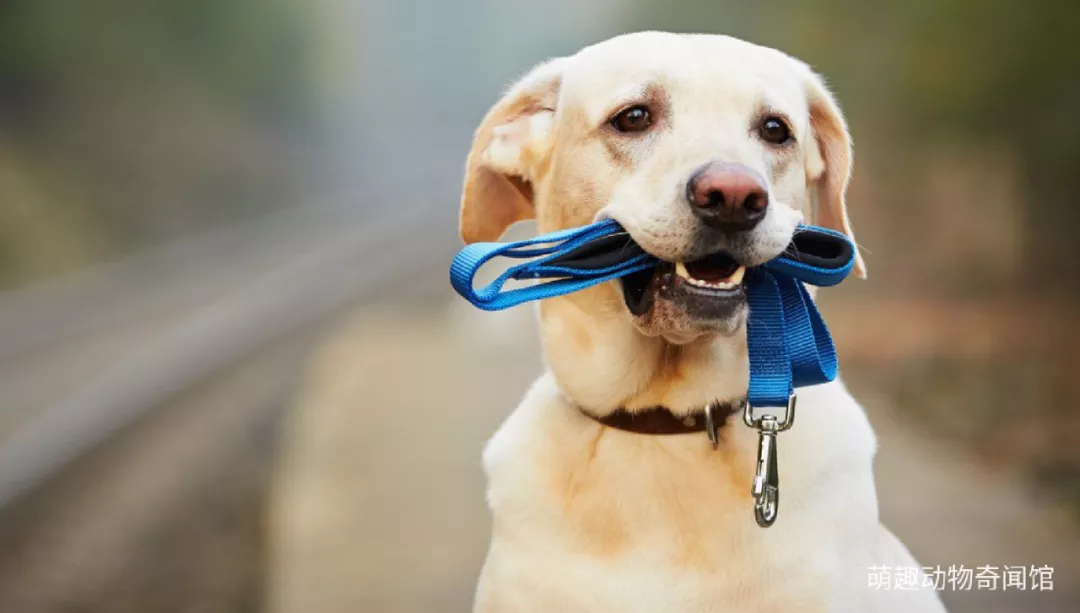 如何纠正狗狗对其他犬凶（狗戒掉坏习惯的方法）