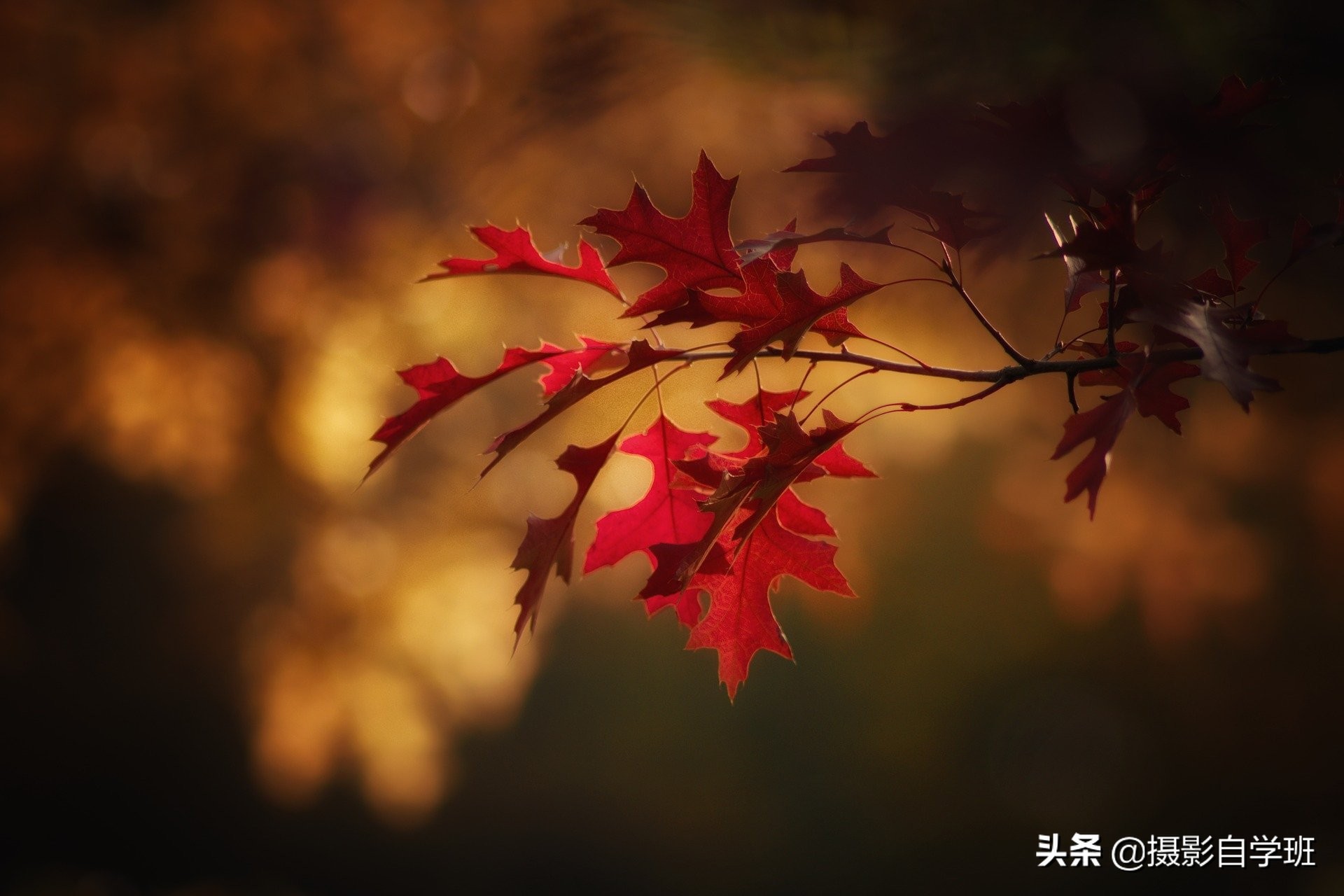 随处可见的树叶，可拍得这么好看，这些秋叶摄影技巧你会吗