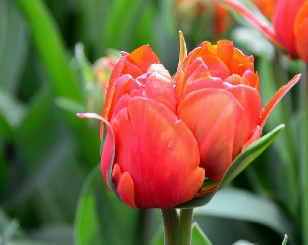 并蒂莲花的寓意是什么(并蒂莲花的寓意和传说)-恰卡门户