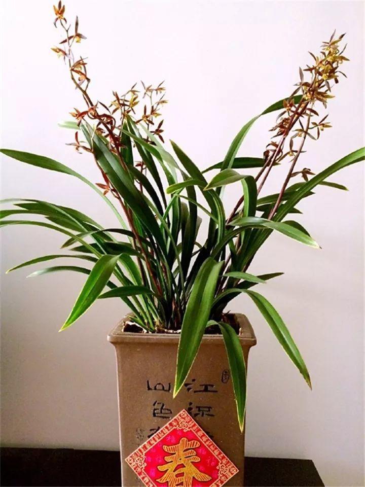 名贵的兰花有哪些(最名贵的10种兰花名称)