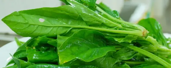 菠菜生长的适宜温度