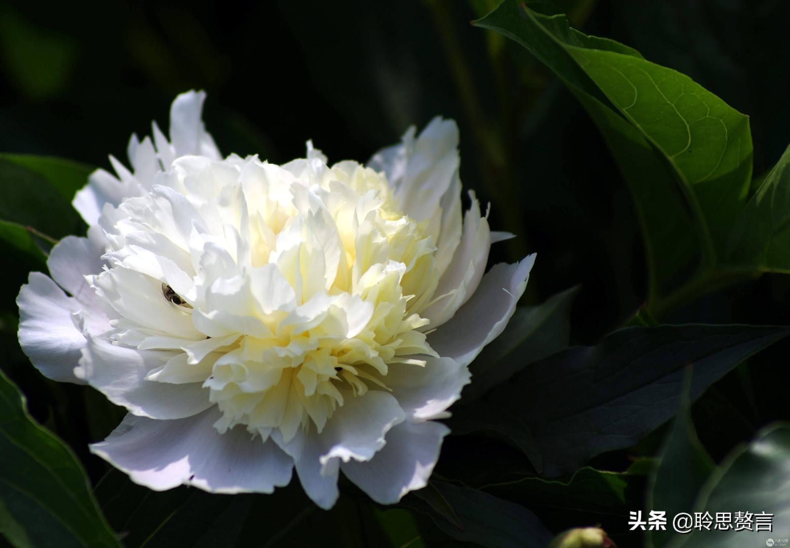 芍药诗词精选三十六首 过眼一春春又夏，开残芍药更无花