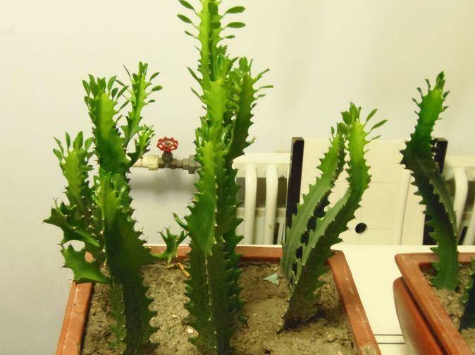 带刺的植物大全名称及图片(带刺的植物种类及图片及名称)