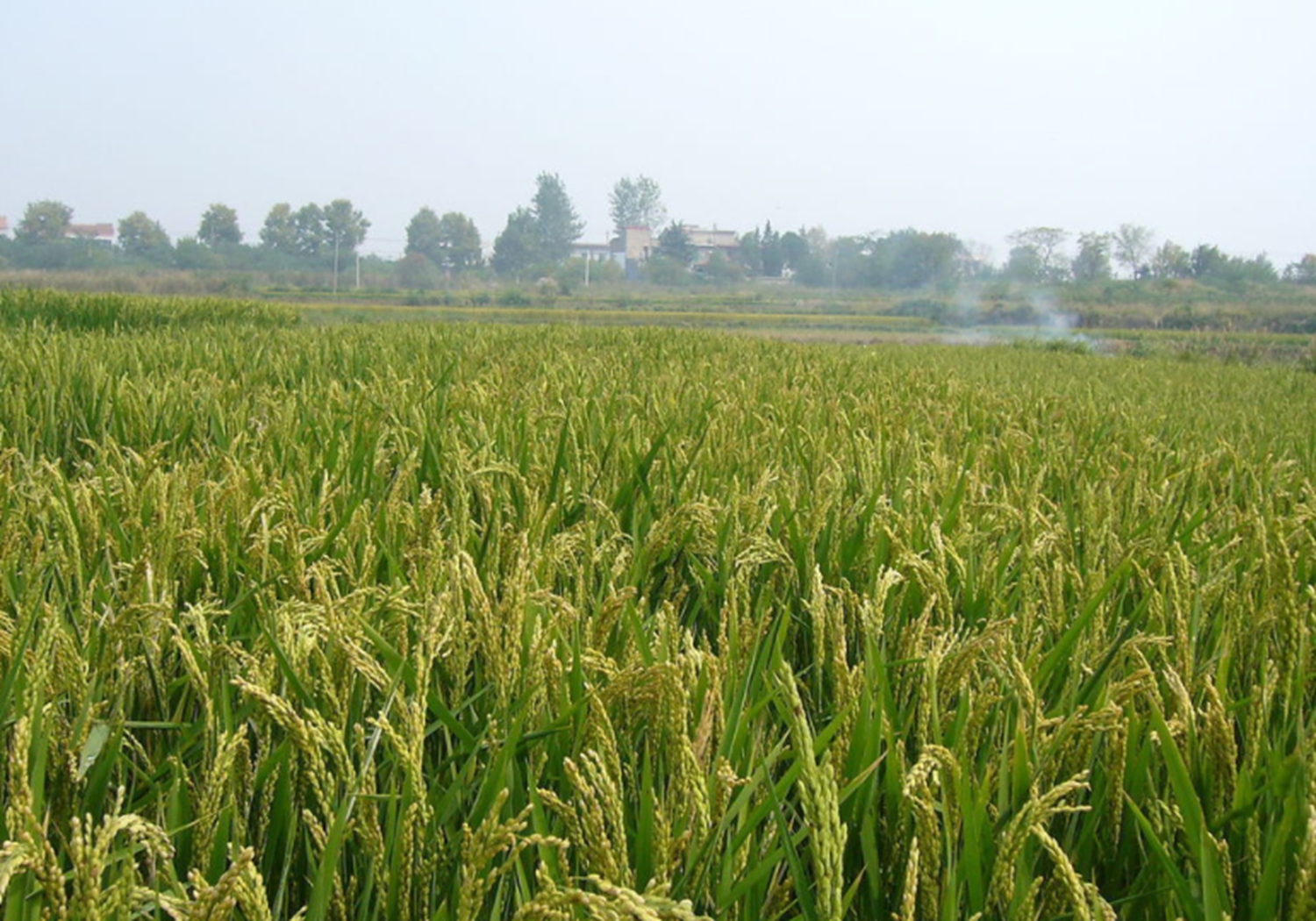 听说过矮脚南特吗，它是水稻品种之一，品种来源是怎样的呢