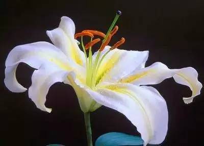 各种花的寓意及花语（100种花的花语大全）