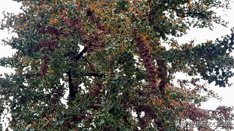 长春观内一雌一雄两银杏树，雌树上硕果累累似要压折枝