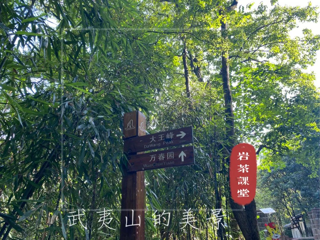 上万元一斤的牛栏坑肉桂，究竟是不是智商税？这些真相你知道吗？