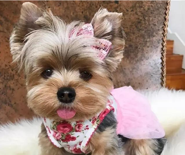 惊了,绝美约克夏,简直是偷心盗贼