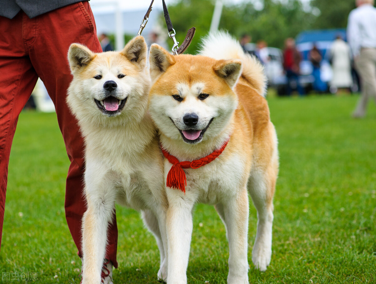 秋田犬价格高的6个原因，怪不得那么少人养