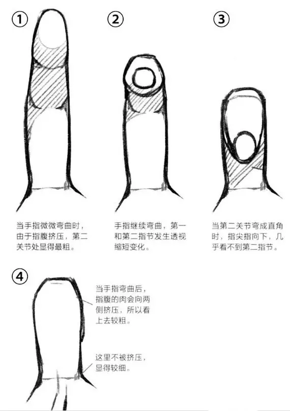 基础漫画入门-手部画法的解剖