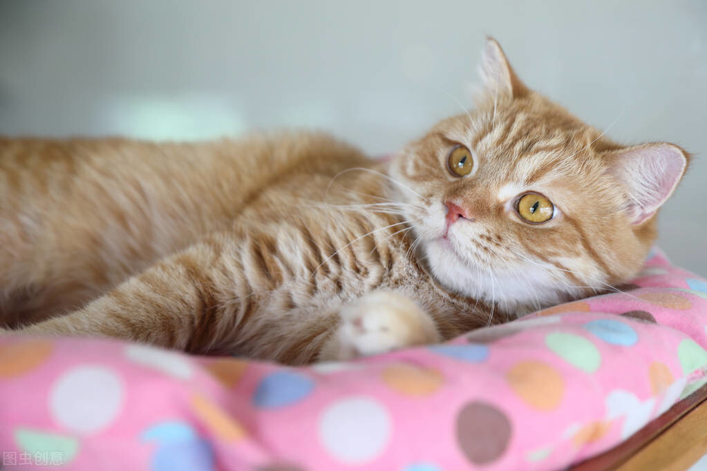 猫的怀孕周期短，一般可以自己完成整个生育过程，猫多久生小猫