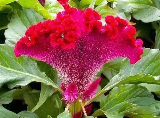 铃兰118.琉璃苣119.六月雪120.龙船花121.耧斗菜122.露薇花123.