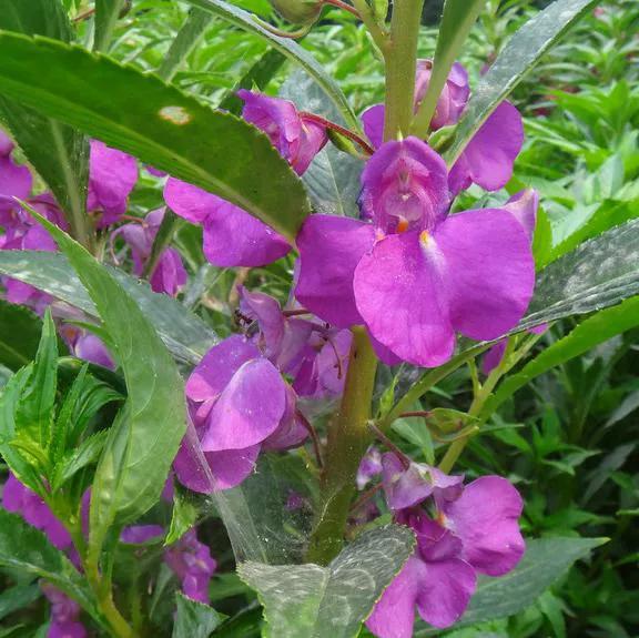 农村路边的凤仙花农村凤仙花图片
