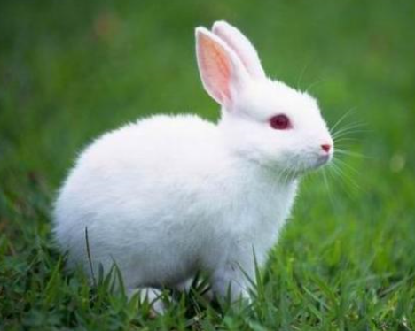 千里马名字的哈弗赤兔(为什么要给宝马取名“赤兔”，难道是因为它跑得和兔子一样快？)