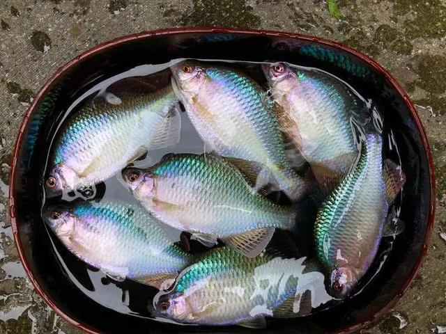 这种小原生鱼的繁殖方法很奇特 饲养它们还要在鱼缸里养河蚌 天天看点