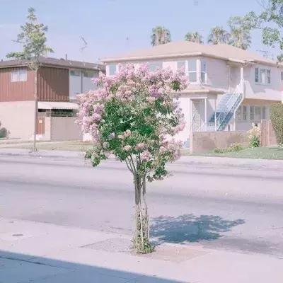 小短句 | 愿你静心忍耐，终见花开
