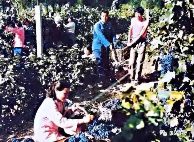 宁夏农垦创业时期的大中专学生 (上)