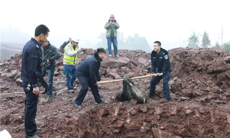 庄稼被毁，村民电击野猪被判6个月，专家：不能杀，可以补偿一半