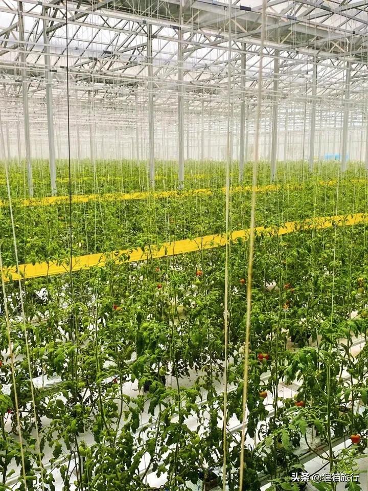 山东寿光是冬暖式蔬菜大棚发源地，被称为中国菜都，也是沿海城市