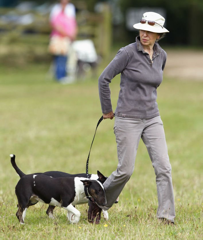 安妮公主也帶過她的鬥牛犬出席賽馬選拔賽.