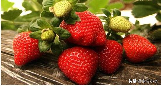 草莓的种植方法和技术（草莓零基础种植方法）-第11张图片