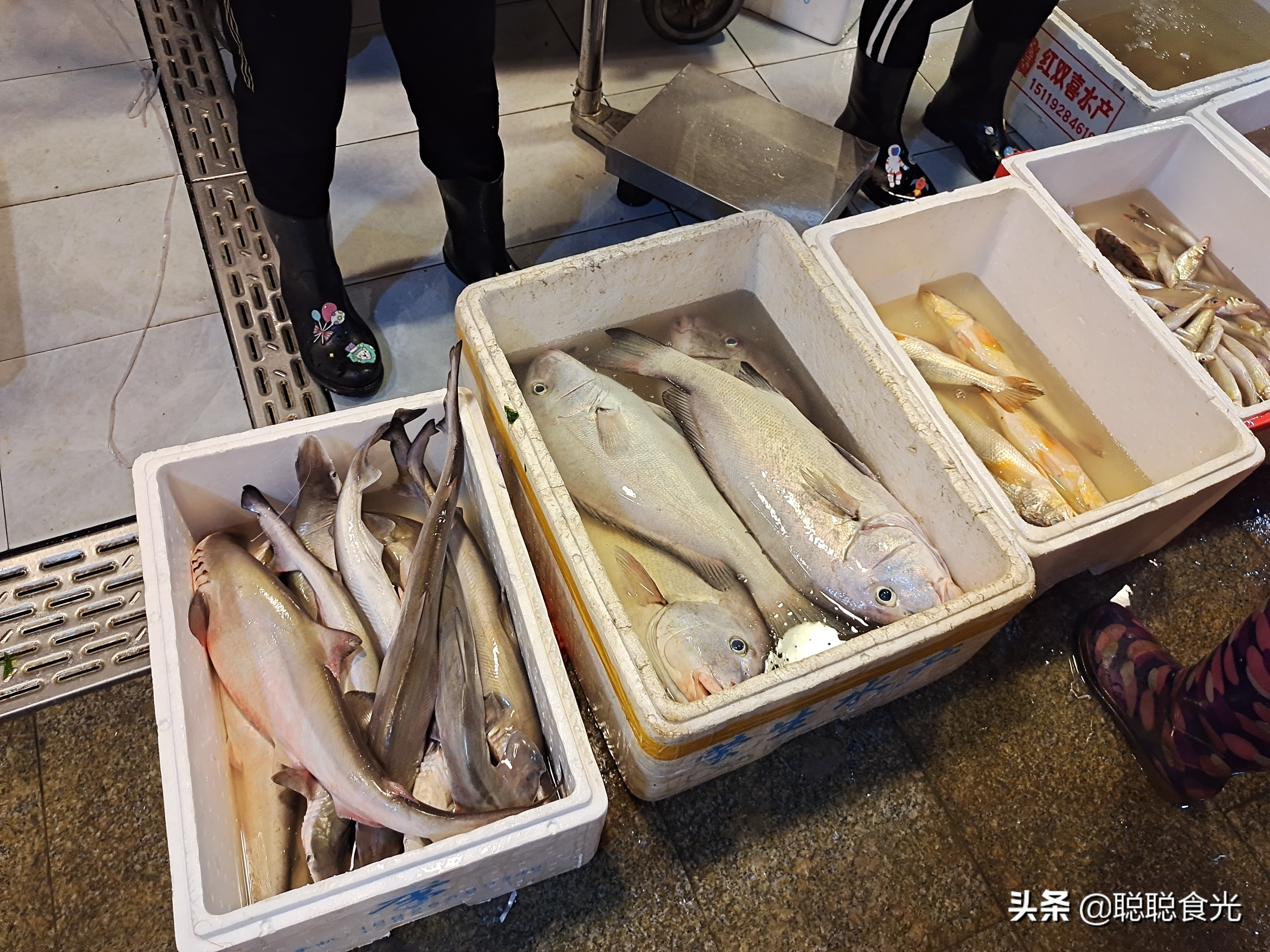 海鱼都有哪些(买鱼时，内行人专买这8种野生海鱼，难以人工养殖，看完长知识)