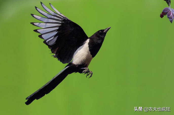 喜鵲吃什么,喜鵲吃什么食物