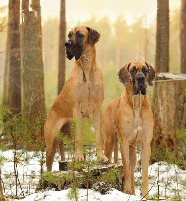 世界上著名的二十種超大型狗 你認識多少 天天看點