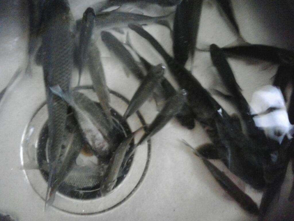 鱼能饿死么（听老钓友为您解析鱼能饿不死原因）