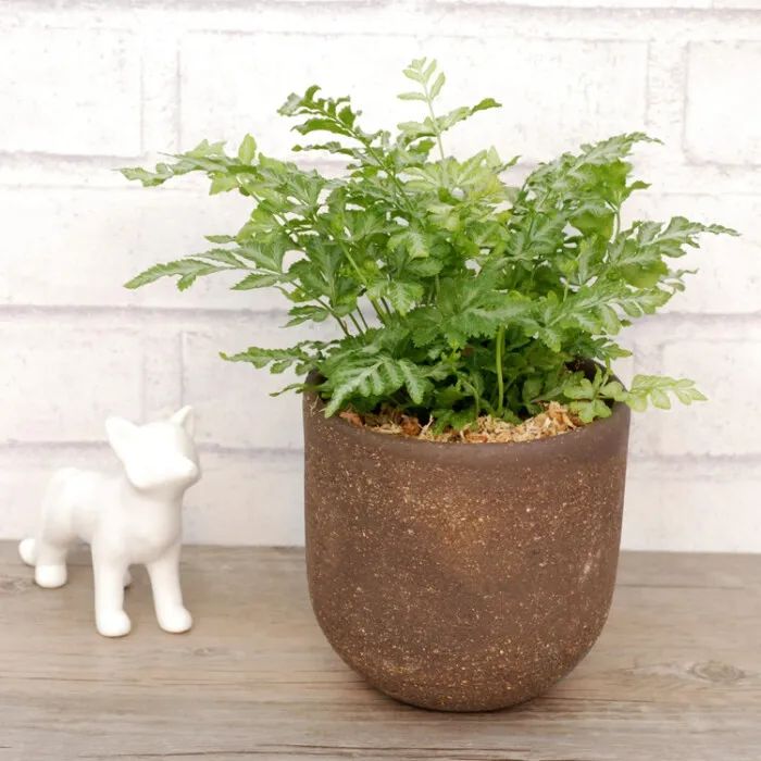 常见50种植物（50种常见的室内盆栽绿化植物）