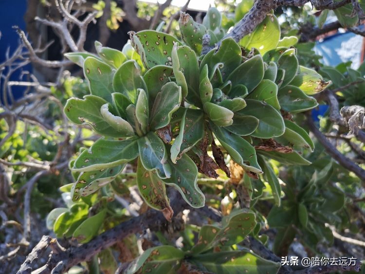 西沙~南海中的一片莲
