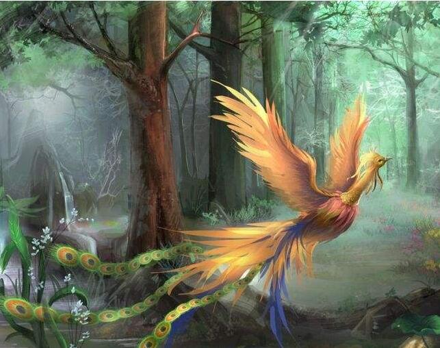 金凤凰的含义 _飞翔号
