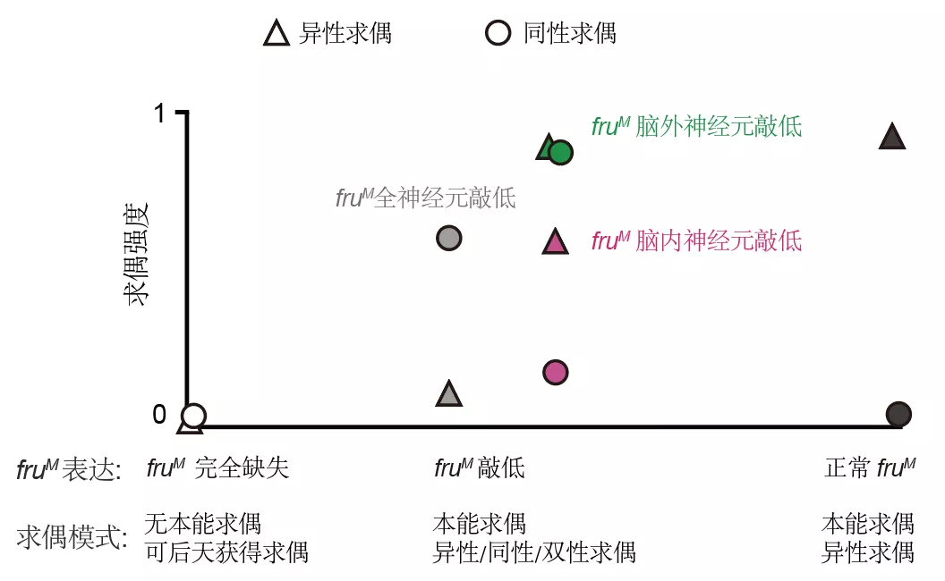 果蝇与性：存在调控行为的“开关基因”吗？