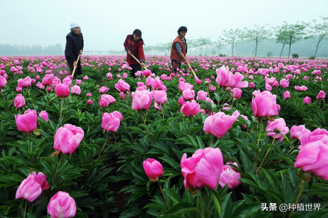 白芍栽培,白芍栽培技术