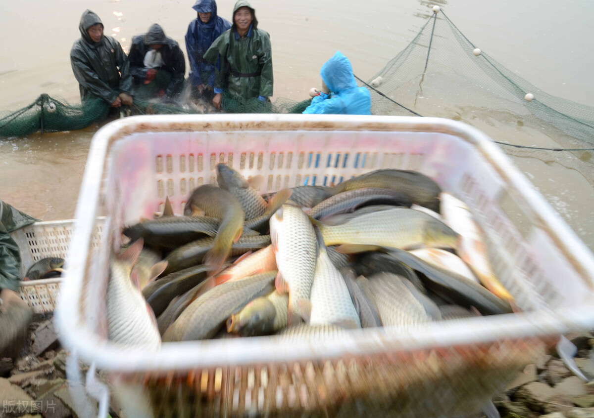 鱼价连涨20周！鳜鱼涨破60元，石斑鱼破3年新高，啥原因？